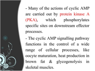 - Many of the actions of cyclic AMP
are carried out by protein kinase A
(PKA), which phosphorylates
specific sites on downstream effector
processes.
- The cyclic AMP signalling pathway
functions in the control of a wide
range of cellular processes, like
oocyte maturation, heat production in
brown fat & glycogenolysis in
skeletal muscles.
 