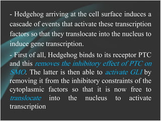 - Hedgehog arriving at the cell surface induces a
cascade of events that activate these transcription
factors so that they translocate into the nucleus to
induce gene transcription.
- First of all, Hedgehog binds to its receptor PTC
and this removes the inhibitory effect of PTC on
SMO. The latter is then able to activate GLI by
removing it from the inhibitory constraints of the
cytoplasmic factors so that it is now free to
translocate into the nucleus to activate
transcription
 