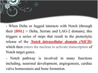 - When Delta or Jagged interacts with Notch (through
their [DSL] = Delta, Serrate and LAG-2 domain), this
triggers a series of steps that result in the proteolytic
release of the Notch intracellular domain (NICD),
which then enters the nucleus to activate transcription of
Notch target genes.
- Notch pathway is involved in many functions
including, neuronal development, angiogenesis, cardiac
valve homeostasis and bone formation.
 