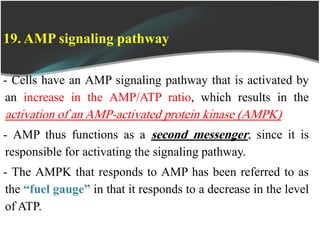 19. AMP signaling pathway
- Cells have an AMP signaling pathway that is activated by
an increase in the AMP/ATP ratio, which results in the
activation of an AMP-activated protein kinase (AMPK)
- AMP thus functions as a second messenger, since it is
responsible for activating the signaling pathway.
- The AMPK that responds to AMP has been referred to as
the “fuel gauge” in that it responds to a decrease in the level
of ATP.
 