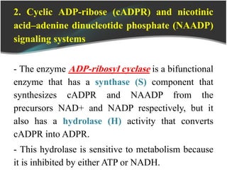 2. Cyclic ADP-ribose (cADPR) and nicotinic
acid–adenine dinucleotide phosphate (NAADP)
signaling systems
- The enzyme ADP-ribosyl cyclase is a bifunctional
enzyme that has a synthase (S) component that
synthesizes cADPR and NAADP from the
precursors NAD+ and NADP respectively, but it
also has a hydrolase (H) activity that converts
cADPR into ADPR.
- This hydrolase is sensitive to metabolism because
it is inhibited by either ATP or NADH.
 