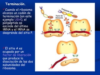 Cuando el ribosoma
alcanza un codón de
terminación (en este
ejemplo UGA), el
polipéptido se
escinde del último
tRNA y el tRNA se
desprende del sitio P.
El sitio A es
ocupado por un
factor de liberación
que produce la
disociación de las dos
subunidades del
ribosoma.
Terminación.
 