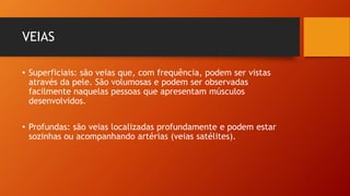 VEIAS
• Superficiais: são veias que, com frequência, podem ser vistas
através da pele. São volumosas e podem ser observadas
facilmente naquelas pessoas que apresentam músculos
desenvolvidos.
• Profundas: são veias localizadas profundamente e podem estar
sozinhas ou acompanhando artérias (veias satélites).
 