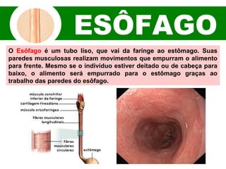 O Esôfago é um tubo liso, que vai da faringe ao estômago. Suas
paredes musculosas realizam movimentos que empurram o alimento
para frente. Mesmo se o indivíduo estiver deitado ou de cabeça para
baixo, o alimento será empurrado para o estômago graças ao
trabalho das paredes do esôfago.
 