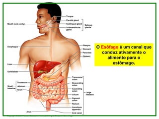 O Esôfago é um canal que
conduz ativamente o
alimento para o
estômago.
 