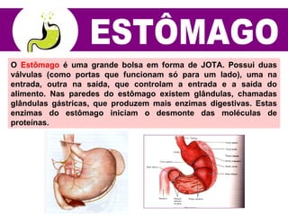 O Estômago é uma grande bolsa em forma de JOTA. Possui duas
válvulas (como portas que funcionam só para um lado), uma na
entrada, outra na saída, que controlam a entrada e a saída do
alimento. Nas paredes do estômago existem glândulas, chamadas
glândulas gástricas, que produzem mais enzimas digestivas. Estas
enzimas do estômago iniciam o desmonte das moléculas de
proteínas.
 