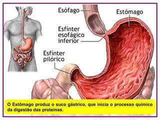 O Estômago produz o suco gástrico, que inicia o processo químico
da digestão das proteínas.
 