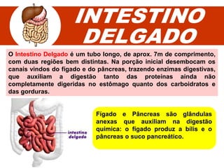 O Intestino Delgado é um tubo longo, de aprox. 7m de comprimento,
com duas regiões bem distintas. Na porção inicial desembocam os
canais vindos do fígado e do pâncreas, trazendo enzimas digestivas,
que auxiliam a digestão tanto das proteínas ainda não
completamente digeridas no estômago quanto dos carboidratos e
das gorduras.
Fígado e Pâncreas são glândulas
anexas que auxiliam na digestão
química: o fígado produz a bílis e o
pâncreas o suco pancreático.
 