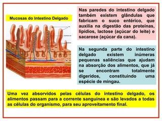 Mucosas do Intestino Delgado
Nas paredes do intestino delgado
também existem glândulas que
fabricam o suco entérico, que
auxilia na digestão das proteínas,
lipídios, lactose (açúcar do leite) e
sacarose (açúcar da cana).
Na segunda parte do intestino
delgado existem inúmeras
pequenas saliências que ajudam
na absorção dos alimentos, que já
se encontram totalmente
digeridos, constituindo uma
espécie de mingau.
Uma vez absorvidos pelas células do intestino delgado, os
alimentos passam para a corrente sanguínea e são levados a todas
as células do organismo, para seu aproveitamento final.
 