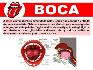 A Boca é uma abertura circundada pelos lábios que conduz à entrada
do tubo digestório. Nela se encontram os dentes, para a mastigação,
a língua, sede do paladar, órgão auxiliar da mastigação e deglutição e
as aberturas das glândulas salivares. As glândulas salivares
desembocam na boca, produzindo a saliva.
 