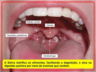 A Saliva lubrifica os alimentos, facilitando a deglutição, e atua na
digestão química por meio de enzimas que contém.
 