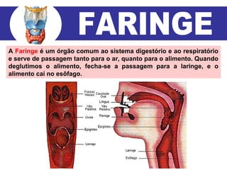 A Faringe é um órgão comum ao sistema digestório e ao respiratório
e serve de passagem tanto para o ar, quanto para o alimento. Quando
deglutimos o alimento, fecha-se a passagem para a laringe, e o
alimento cai no esôfago.
 