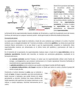 Dentro de la pared de cada túbulo
se
encuentran
células
no
diferenciadas
llamadas
espermetogonias.
Mediante
división celular mitótica se liberan
células
a
la
luz,
los
espermatocitos primarios. Luego
de la primera división meiótica se
forman
los
espermatocitos
secundarios. La meiosis II origina
las espermátidas que luego
gradualmente se diferencian
como espermatozoides.
La formación de los espermatozoides requiere alrededor de 10 semanas y, a partir de la pubertad, ocurre de manera
contínua, de modo que en cualquier momento existen células germinales en diferente estadio de desarrollo.
Formación del sémen
Los espermatozoides viajan desde los testículos a través de unos conductos que conducen a la uretra. El primer
conducto, que es alargado (alrededor de 7 metros) y enrollado, se denomina epidídimo. Las células de la pared del
conducto liberan secreciones a la luz que llevan a que los espermatozoides completen su maduración. Estos
espermatozoides maduros son almacenados en el último tramo del epidídimo y permanecen allí hasta la
eyaculación.
En el momento de la eyaculación, los espermatozoides maduros viajan a través de los vasos deferentes y de los
conductos eyaculatorios. Durante este recorrido, se mezclan con secreciones glandulares, resultando en la
formación del semen:
-

-

Las vesículas seminales secretan fructosa, un azúcar que los espermatozoides utilizan como fuente de
energía, y prostaglandinas, que provocan contracciones en el tracto reproductor femenino facilitando el
movimiento de los espermatozoides hacia el óvulo.
La glándula prostática secreta sustancias que ayudan a amortiguar la acidez del fluido vaginal.
Las glándulas bolbouretrales o de Cowper secretan un fluido que lubrica la uretra y facilita el pasaje del
semen a través de ella.

Finalmente, el sémen atravieza la uretra, que se extiende a
través del pene, el órgano copulador, que está constituido por
tejido muscular y esponjoso, que puede llenarse de sangre
permitiendo su erección. Contiene tres masas cilíndricas de
tejido esponjoso, dos superiores, los cuerpos cavernosos, y uno
inferior, o cuerpo esponjoso, recorrido internamente por la
uretra.

 