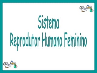 Sistema Reprodutor Humano Feminino 