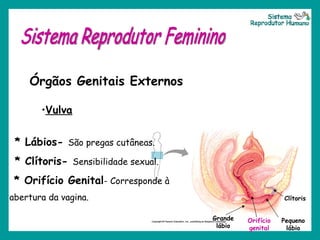 Grande lábio Orifício genital Pequeno lábio Clítoris Sistema Reprodutor Feminino Órgãos Genitais Externos Vulva   * Lábios-  São pregas cutâneas. * Clítoris-  Sensibilidade sexual.   * Orifício Genital - Corresponde à abertura da vagina. Sistema Reprodutor Humano 
