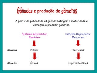 Gónadas e produção de gâmetas A partir da puberdade as gónadas atingem a maturidade e começam a produzir gâmetas. Sistema Reprodutor Feminino Ovários Óvulos Sistema Reprodutor Masculino Testículos Espermatozóides Gónadas Gâmetas 