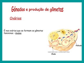 Gónadas e produção de gâmetas Ovários É nos ovários que se formam os gâmetas femininos –  óvulos . Folículo Óvulo 