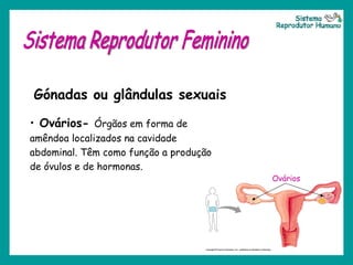 Sistema Reprodutor Feminino Gónadas ou glândulas sexuais Ovários-  Órgãos em forma de amêndoa localizados na cavidade abdominal. Têm como função a produção de óvulos e de hormonas. Ovários  Sistema Reprodutor Humano 