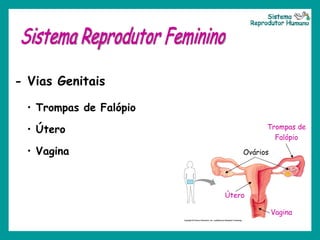 Sistema Reprodutor Feminino - Vias Genitais Trompas de Falópio Útero Vagina Ovários  Trompas de Falópio Útero Vagina Sistema Reprodutor Humano 
