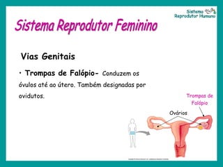 Sistema Reprodutor Feminino Vias Genitais Trompas de Falópio-  Conduzem os óvulos até ao útero. Também designadas por ovidutos. Ovários  Trompas de Falópio Sistema Reprodutor Humano 