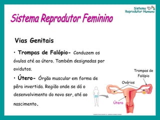 Sistema Reprodutor Feminino Vias Genitais Trompas de Falópio-  Conduzem os óvulos até ao útero. Também designadas por ovidutos. Útero-  Órgão muscular em forma de pêra invertida. Região onde se dá o desenvolvimento do novo ser, até ao nascimento .  Ovários  Trompas de Falópio Útero Sistema Reprodutor Humano 