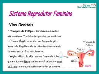 Ovários  Trompas de Falópio Útero Vagina Sistema Reprodutor Feminino Vias Genitais Trompas de Falópio-  Conduzem os óvulos até ao útero. Também designadas por ovidutos. Útero-  Órgão muscular em forma de pêra invertida. Região onde se dá o desenvolvimento do novo ser, até ao nascimento .  Vagina- Músculo elástico em forma de tubo que se liga ao  útero  por um canal delgado –  colo do útero - e se abre para o exterior pela vulva. Sistema Reprodutor Humano 