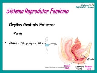 Grande lábio Abertura vaginal Pequeno lábio Clítoris Sistema Reprodutor Feminino Órgãos Genitais Externos Vulva   * Lábios-  São pregas cutâneas. Sistema Reprodutor Humano 
