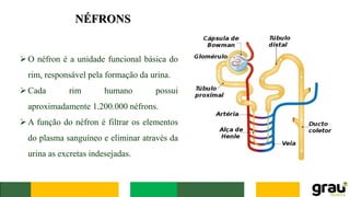 NÉFRONS
➢O néfron é a unidade funcional básica do
rim, responsável pela formação da urina.
➢Cada rim humano possui
aproximadamente 1.200.000 néfrons.
➢A função do néfron é filtrar os elementos
do plasma sanguíneo e eliminar através da
urina as excretas indesejadas.
 