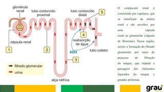 O corpúsculo renal é
constituído por capilares, que
se ramificam da artéria
renal e são envoltos por
uma cápsula
renal ou glomerular (cápsula
de Bowman). Nessa região,
ocorre a formação do filtrado
glomerular por meio do
processo de filtração
do sangue, que impede a
passagem dos elementos
figurados do sangue e
grandes proteínas.
 