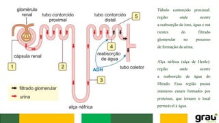 Túbulo contorcido proximal:
região onde ocorre
a reabsorção de íons, água e nut
rientes do filtrado
glomerular no processo
de formação da urina;
Alça néfrica (alça de Henle):
região onde ocorre
a reabsorção de água do
filtrado. Essa região possui
inúmeros canais formados por
proteínas, que tornam o local
permeável à água.
 
