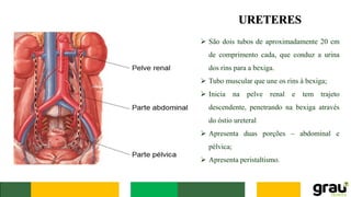 URETERES
➢ São dois tubos de aproximadamente 20 cm
de comprimento cada, que conduz a urina
dos rins para a bexiga.
➢ Tubo muscular que une os rins à bexiga;
➢ Inicia na pelve renal e tem trajeto
descendente, penetrando na bexiga através
do óstio ureteral
➢ Apresenta duas porções – abdominal e
pélvica;
➢ Apresenta peristaltismo.
 