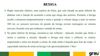BEXIGA
➢ Órgão muscular elástico, uma espécie de bolsa, que está situada na parte inferior do
abdome com a função de acumular a urina que chega dos ureteres. Portanto, a bexiga
recebe e armazena temporariamente a urina e quando o volume chega a mais ou menos
300 ml, os sensores nervosos da parede da bexiga enviam mensagens ao sistema
nervoso, fazendo com que tenhamos vontade de urinar.
➢ Na parte inferior da bexiga, encontra-se um esfíncter - músculo circular que fecha a
uretra e controla a micção. Quando a bexiga está cheia o esfíncter se contrai,
empurrando a urina em direção a uretra, de onde então é lançada para fora do corpo. A
capacidade máxima de urina na bexiga é de aproximadamente 1 litro.
 