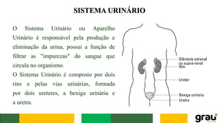 SISTEMA URINÁRIO
O Sistema Urinário ou Aparelho
Urinário é responsável pela produção e
eliminação da urina, possui a função de
filtrar as "impurezas" do sangue que
circula no organismo.
O Sistema Urinário é composto por dois
rins e pelas vias urinárias, formada
por dois ureteres, a bexiga urinária e
a uretra.
 