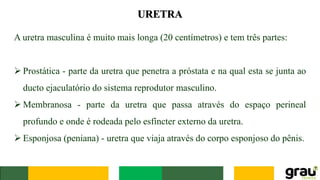 URETRA
A uretra masculina é muito mais longa (20 centímetros) e tem três partes:
➢ Prostática - parte da uretra que penetra a próstata e na qual esta se junta ao
ducto ejaculatório do sistema reprodutor masculino.
➢ Membranosa - parte da uretra que passa através do espaço perineal
profundo e onde é rodeada pelo esfíncter externo da uretra.
➢ Esponjosa (peniana) - uretra que viaja através do corpo esponjoso do pênis.
 