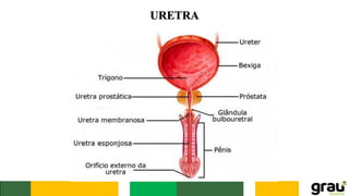 URETRA
 