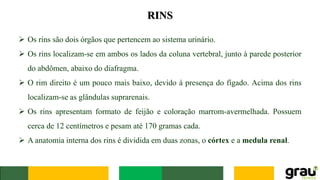 RINS
➢ Os rins são dois órgãos que pertencem ao sistema urinário.
➢ Os rins localizam-se em ambos os lados da coluna vertebral, junto à parede posterior
do abdômen, abaixo do diafragma.
➢ O rim direito é um pouco mais baixo, devido à presença do fígado. Acima dos rins
localizam-se as glândulas suprarenais.
➢ Os rins apresentam formato de feijão e coloração marrom-avermelhada. Possuem
cerca de 12 centímetros e pesam até 170 gramas cada.
➢ A anatomia interna dos rins é dividida em duas zonas, o córtex e a medula renal.
 