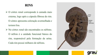 RINS
➢ O córtex renal corresponde à camada mais
externa, logo após a cápsula fibrosa do rim.
O córtex apresenta coloração avermelhada e
textura lisa.
➢ No córtex renal são encontrados os néfrons.
O néfron é a unidade funcional básica do
rim, responsável pela formação da urina.
Cada rim possui milhares de néfrons.
 