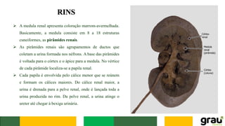 RINS
➢ A medula renal apresenta coloração marrom-avermelhada.
Basicamente, a medula consiste em 8 a 18 estruturas
cuneiformes, as pirâmides renais.
➢ As pirâmides renais são agrupamentos de ductos que
coletam a urina formada nos néfrons. A base das pirâmides
é voltada para o córtex e o ápice para a medula. No vértice
de cada pirâmide localiza-se a papila renal.
➢ Cada papila é envolvida pelo cálice menor que se reúnem
e formam os cálices maiores. Do cálice renal maior, a
urina é drenada para a pelve renal, onde é lançada toda a
urina produzida no rim. Da pelve renal, a urina atinge o
ureter até chegar à bexiga urinária.
 