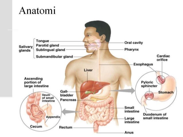 Sistem Digestive (Sistem Pencernaan Manusia)