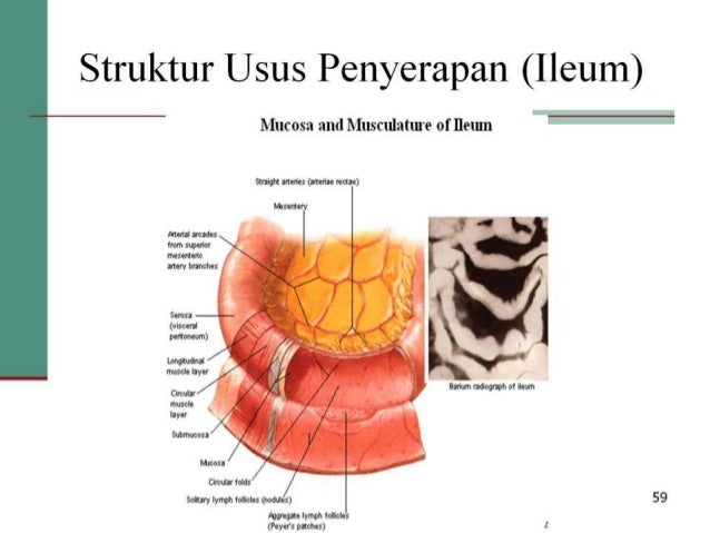 Sistem Digestive (Sistem Pencernaan Manusia)