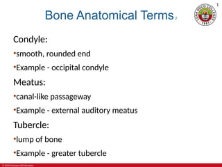 Condyke Bone Example 4-Skeletal-System-Bones-and-Joints-Powet | PPT