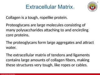 Collagen Matrix Rope 4-Skeletal-System-Bones-and-Joints-Powet | PPT