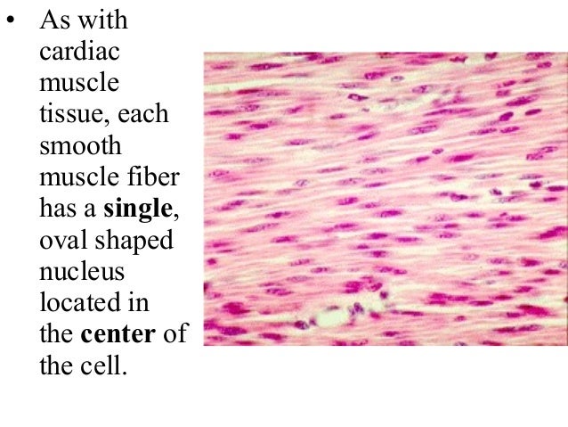 4 smooth muscle tissue smooth muscle tissue