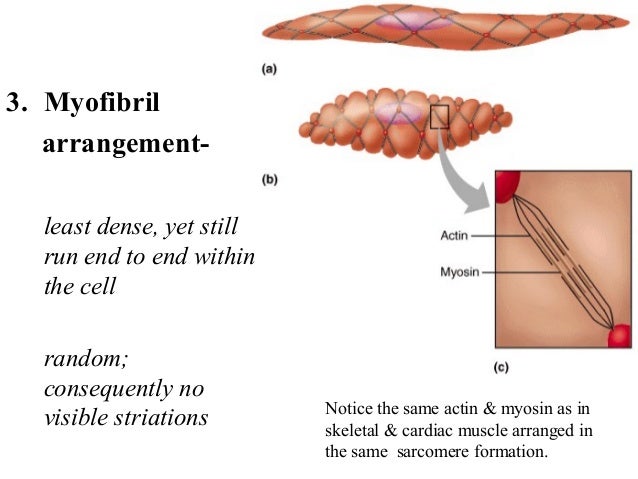 4. Smooth Muscle Tissue 4. Smooth Muscle Tissue