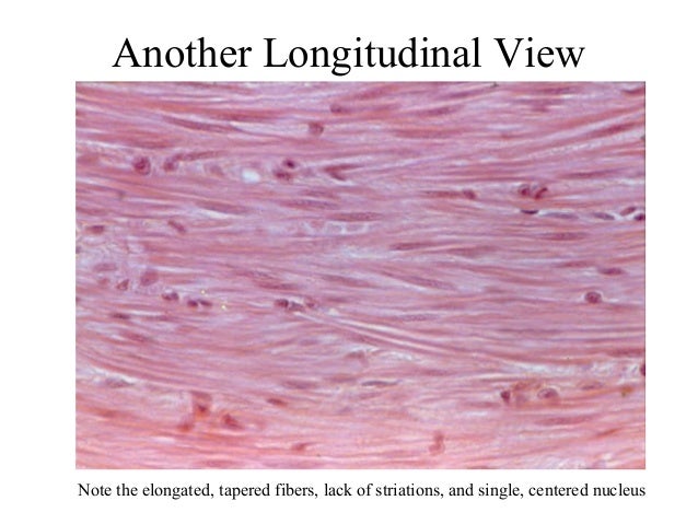 smooth muscle tissue