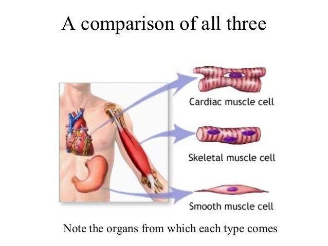 4. Smooth Muscle Tissue 4. Smooth Muscle Tissue
