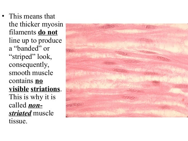4 smooth muscle tissue smooth muscle tissue
