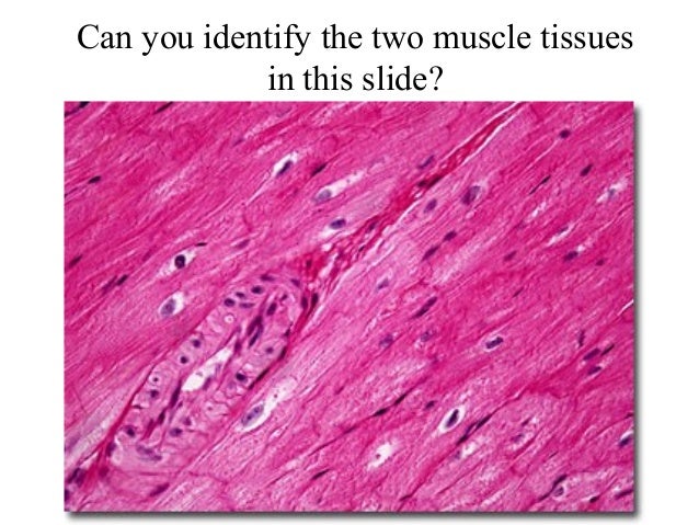 4 smooth muscle tissue smooth muscle tissue