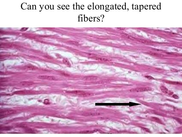 4 smooth muscle tissue smooth muscle tissue