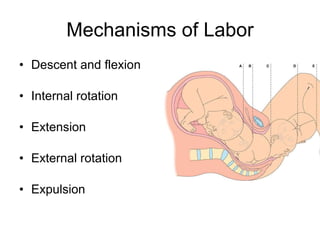 Mechanisms of Labor Descent and flexion Internal rotation Extension External rotation Expulsion 